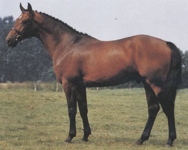 stallion Gento (Oldenburg, 1982, from Grundstein I) stallion Gento (Oldenburg, 1982, from Grundstein I)
