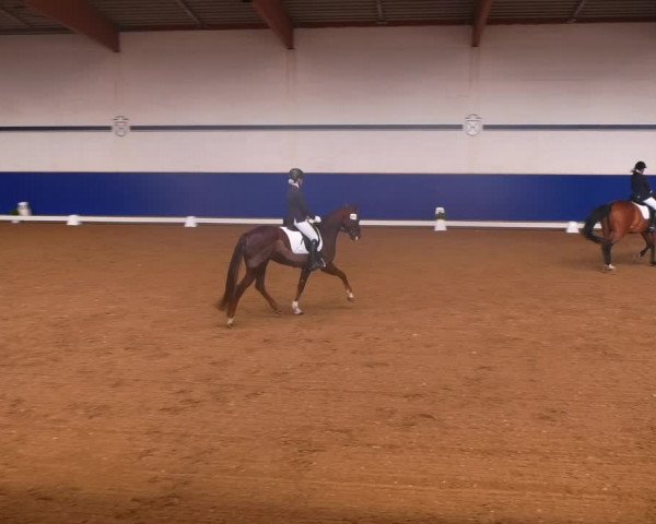 Reitturnier Elmshorn 2022