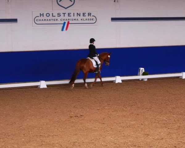 Reitturnier Elmshorn 2022
