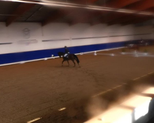 Reitturnier Elmshorn 2022