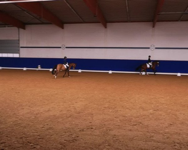 Reitturnier Elmshorn 2022