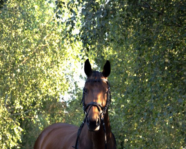 horse Rapino (German Sport Horse, 2011, from Rapolino)