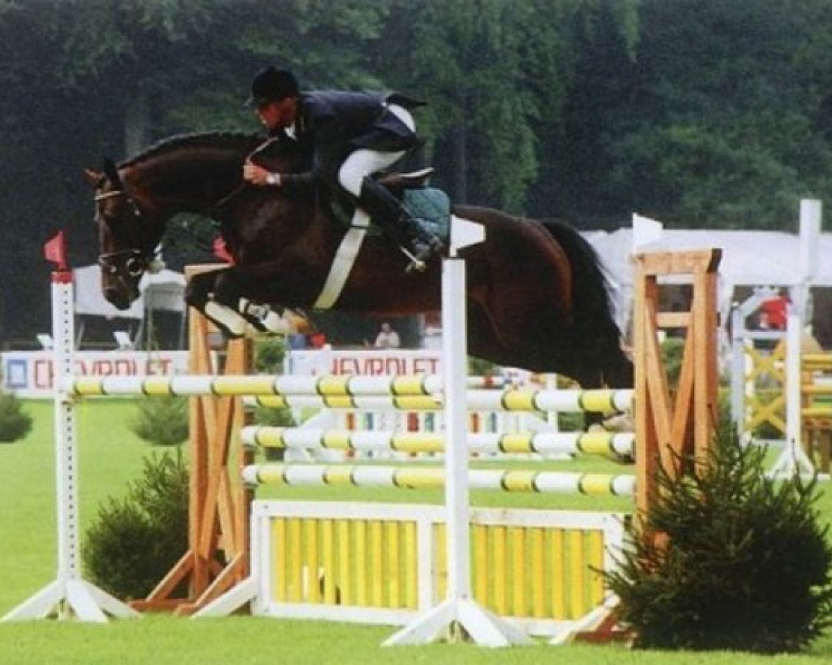 stallion Stauffenberg (Holsteiner, 1992, from Sir Shostakovich xx)