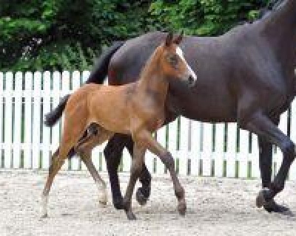 horse Hopes are high (Westphalian, 2013, from Hermes de Lux)