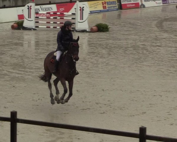 Reitturnier Westergellersen 2022
