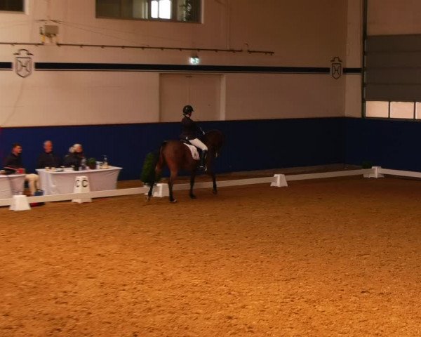 Reitturnier Elmshorn 2022