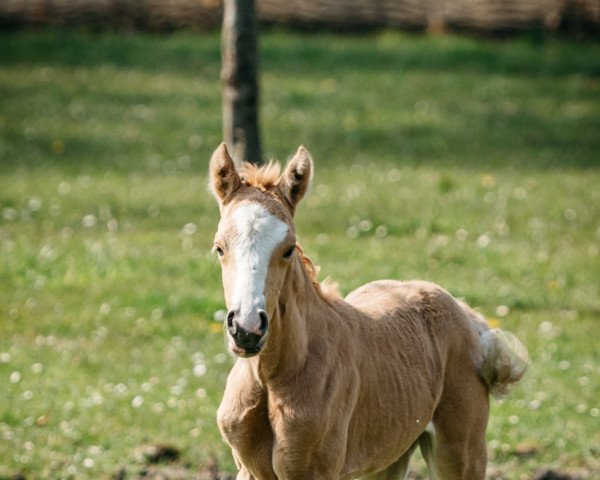 broodmare Glitzerflitzerin (German Riding Pony, 2021, from Genesis BL)