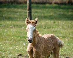 Zuchtstute Glitzerflitzerin (Deutsches Reitpony, 2021, von Genesis BL)