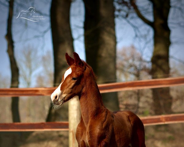 horse I am Special (Oldenburg, 2022, from Iowa Gold)