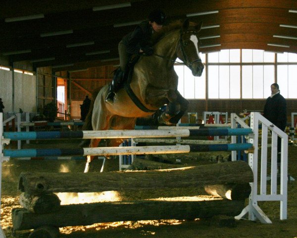 Zuchtstute Tamusica (Trakehner, 1998, von Monsieur AA)