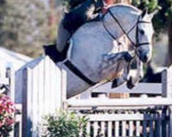 stallion Sir Caletto (Hanoverian, 1995, from Sandro)