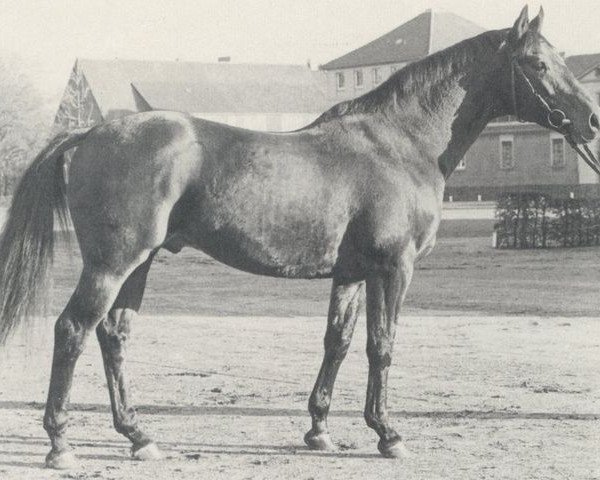 Deckhengst Südwind (Hannoveraner, 1970, von Sudan xx)