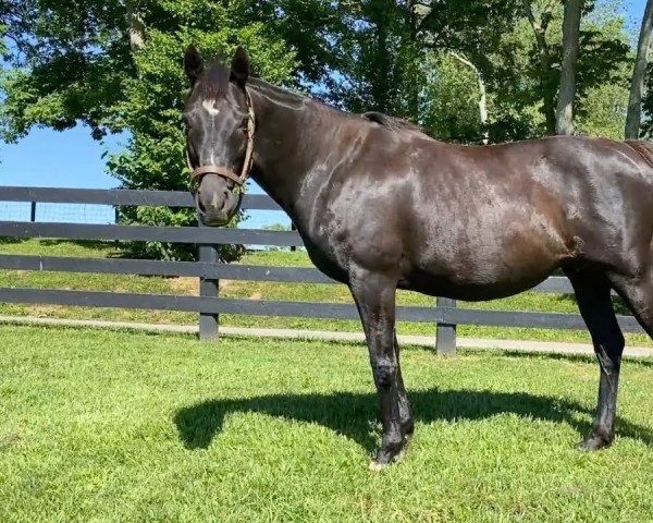 Pferd Una Bella d´Oro xx (Englisches Vollblut, 2020, von Medaglia d'Oro xx)