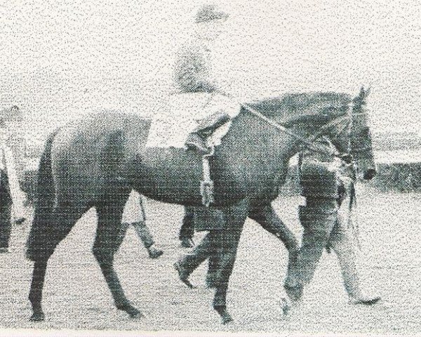 broodmare Sheba xx (Thoroughbred, 1970, from Dschingis Khan xx)