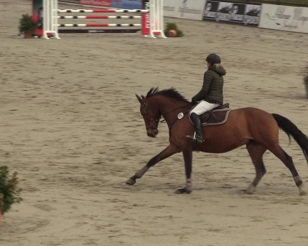 Reitturnier Westergellersen 2022