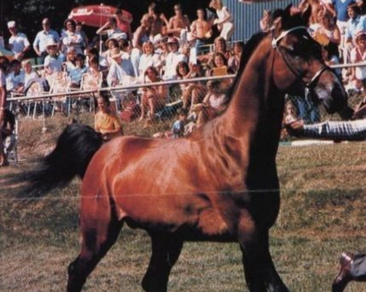 stallion Cid Ben Afas ox,MO 1289 (Arabian purebred, 1968, from Abu Afas 1947 ox)