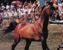 stallion Cid Ben Afas ox,MO 1289 (Arabian purebred, 1968, from Abu Afas 1947 ox)