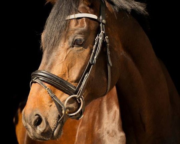 horse Fidertime (Hanoverian, 2008, from Fidertanz)