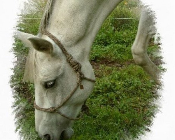 broodmare Genia (Zweibrücken, 1989, from Genius)