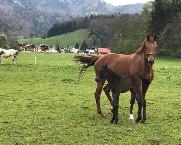 Zuchtstute Milky Bay (Deutsches Sportpferd, 2017, von Diamant de Semilly)