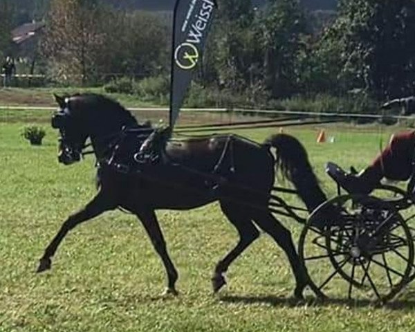 stallion Sandokan WS (German Riding Pony, 2013, from Strahlemann)