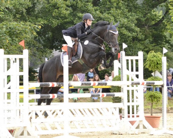 Deckhengst Con Cornet S (Westfale, 2004, von Cornet Obolensky)