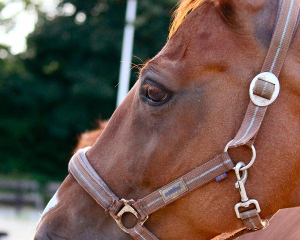 Cavallo Franka (Westfale, 1999, di Fillis)