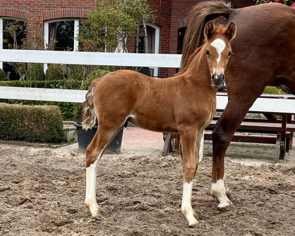 horse Kastanienhof Hardrock (German Riding Pony, 2022, from Halifax)