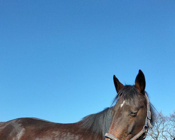 broodmare Longo's Chanell (German Sport Horse, 2009, from Longo xx)