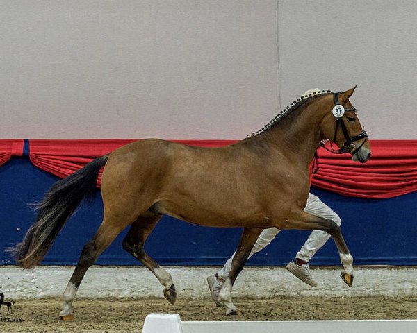 stallion Darboven K WE (German Riding Pony, 2019, from Dallmayr K) stallion Darboven K WE (German Riding Pony, 2019, from Dallmayr K)