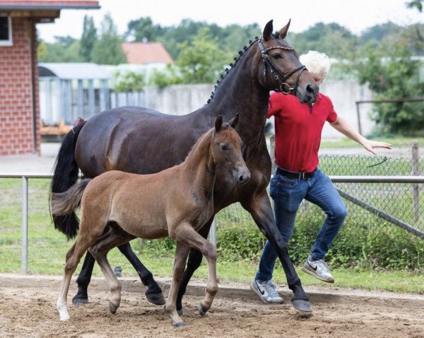 horse Olaf von Westerburg (German Riding Pony, 2020, from Del Piero 25)