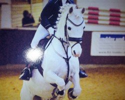 jumper Little Cruising (Pony without race description, 1996)