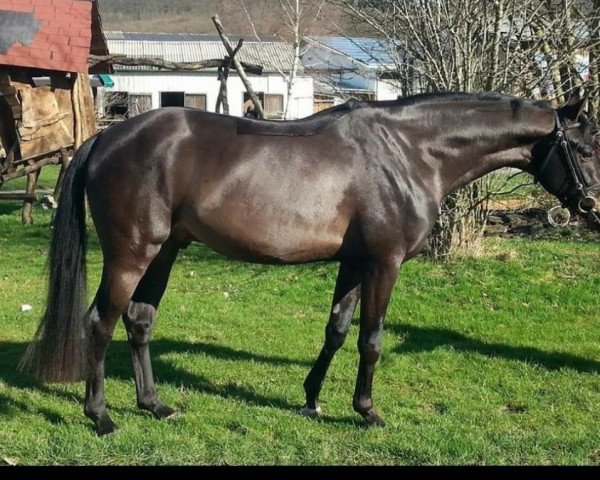 horse San L'Amour (German Riding Pony,  , from Strahlemann)