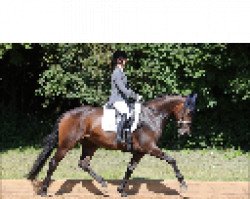 dressage horse Fuerstin Charisma (Oldenburg, 2017, from Fürst Jazz)