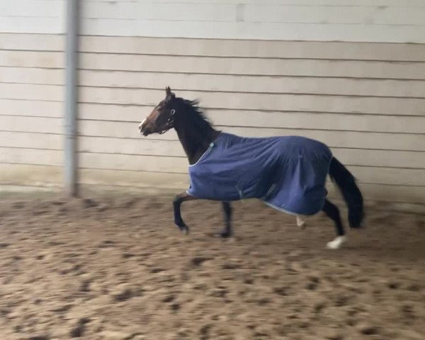 Video von Zoom´s Royal Rock