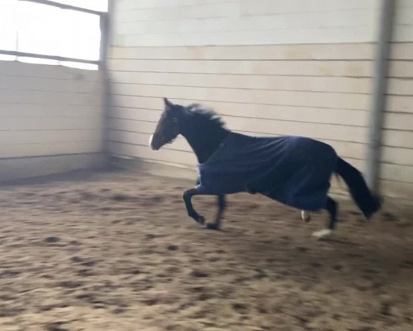 Video von Zoom´s Royal Rock