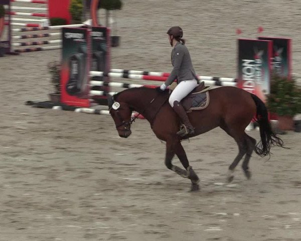Reitturnier Westergellersen 2022