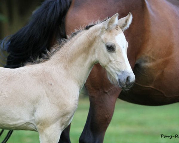 horse Caillon (German Riding Pony, 2013, from HET Golden Dream)