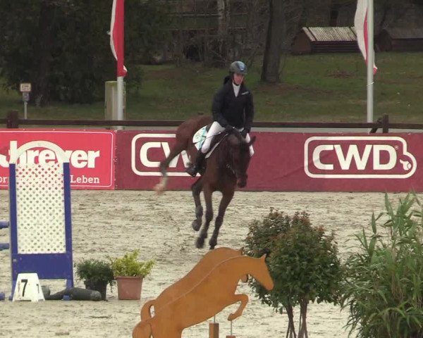 Reitturnier Westergellersen 2022