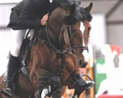 stallion Libertin (Hanoverian, 2000, from Lordanos)