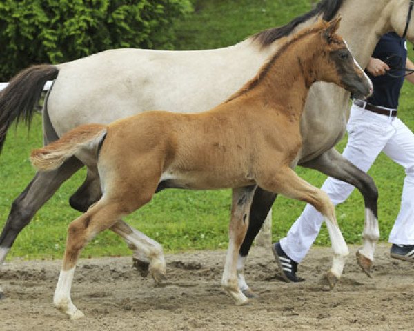 horse Classic Paradise (German Riding Pony, 2013, from Classic Dream FH)