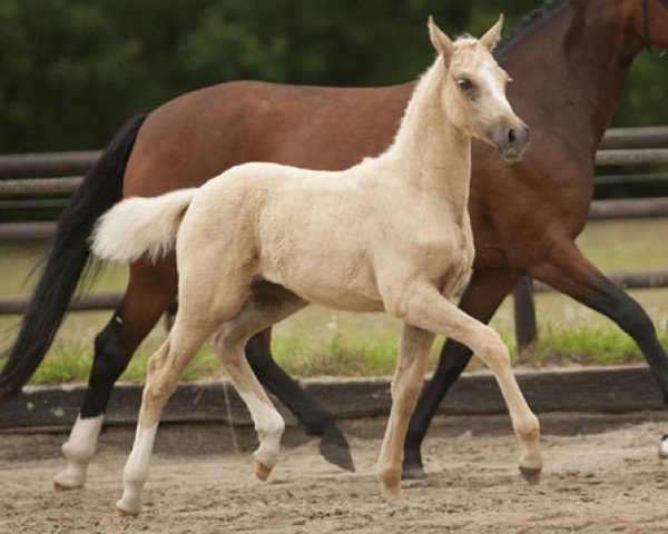 Dressurpferd Golden Sunshine 22 (Deutsches Reitpony, 2013, von Hesselteichs Grimaldi)