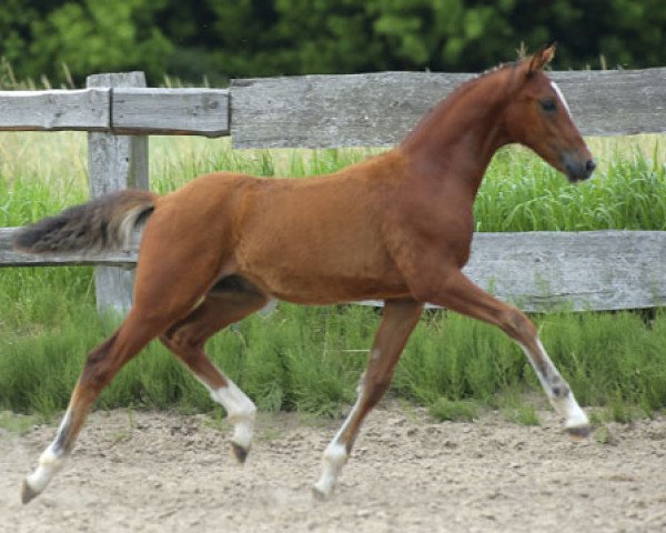 Springpferd Caracajou Ip (Deutsches Reitpony, 2013, von Casino de Luxe)