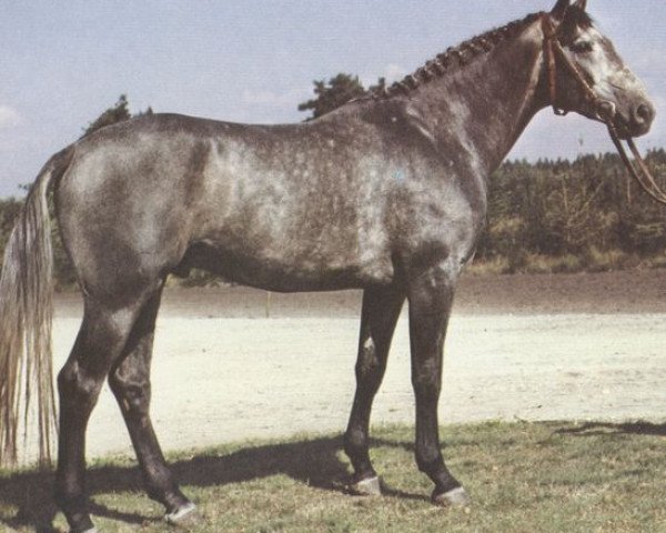 stallion Weissherbst (Hanoverian, 1978, from Wendepunkt)