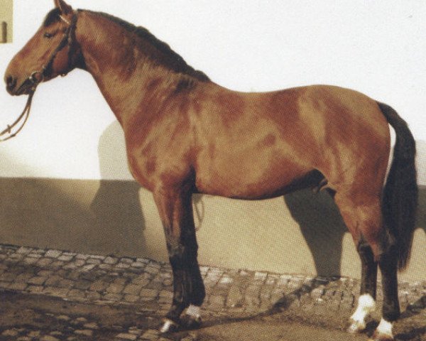 stallion Arpad (Hanoverian, 1979, from Aderlass) stallion Arpad (Hanoverian, 1979, from Aderlass)