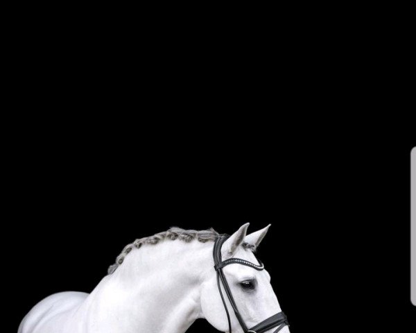 dressage horse Chunguito (Pura Raza Espanola (PRE), 2007) dressage horse Chunguito (Pura Raza Espanola (PRE), 2007)