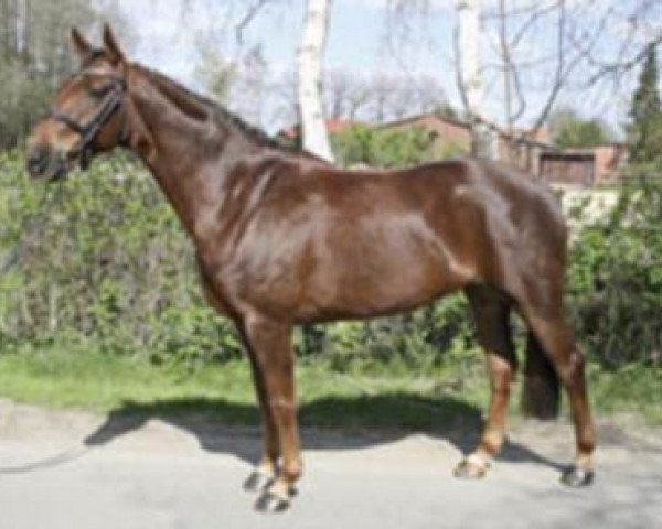 Pferd Wallach von Ramiro's Son II / Winton (Deutsches Sportpferd, 2008, von Ramiro's Son II)