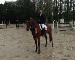 jumper Dorincourt B (Oldenburg, 2008, from Pacifique Enfant)