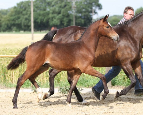 stallion Münchhausen (German Riding Pony, 2013, from FS Mr. Right)