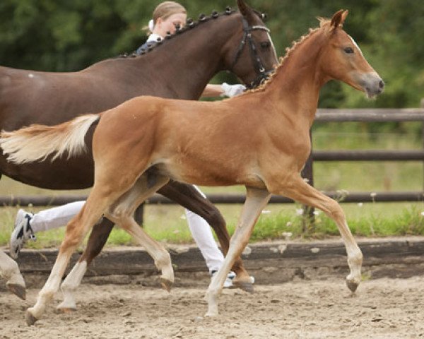 Pferd Dritte Dimension (Deutsches Reitpony, 2013, von Dimension AT NRW)